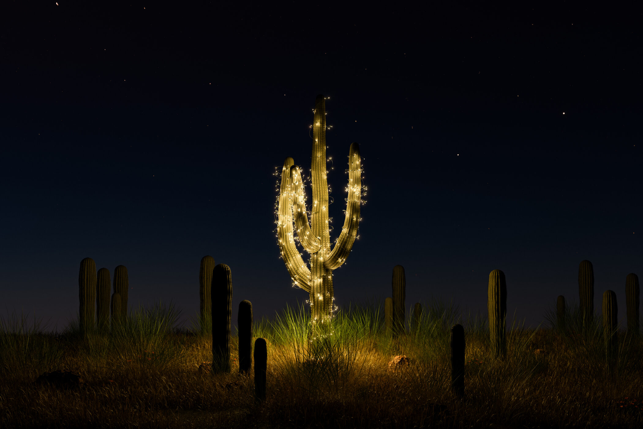 "Twinkling lights wrapped around a Saguaro cactus in a desert at night, with a clear starry sky in the background and multiple cacti silhouettes.